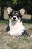 CORGI PEMBROKE 248